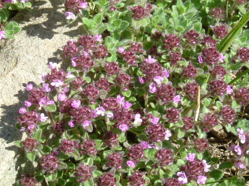 Thymus sp.